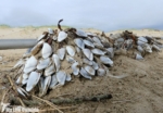 Goose Barnacles, Pembrey