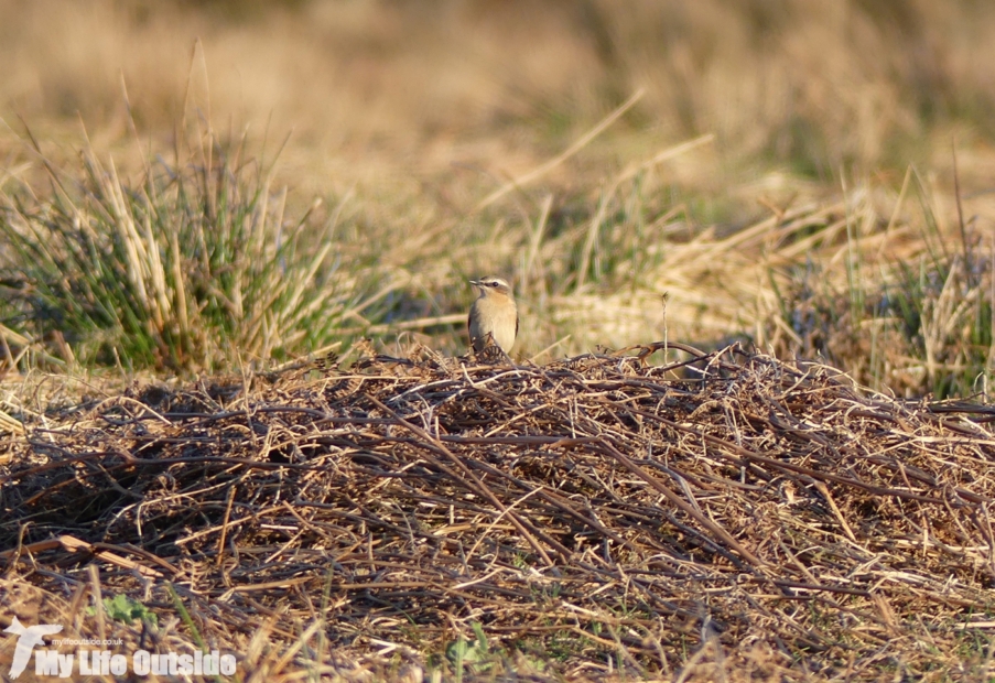 Wheatear