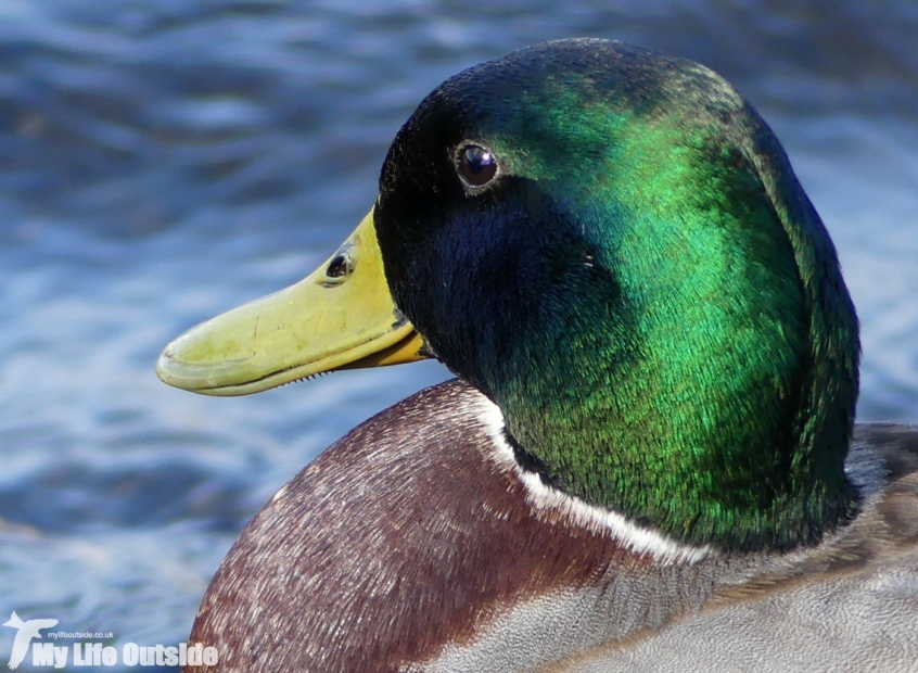 Mallard, Sandy Water Park