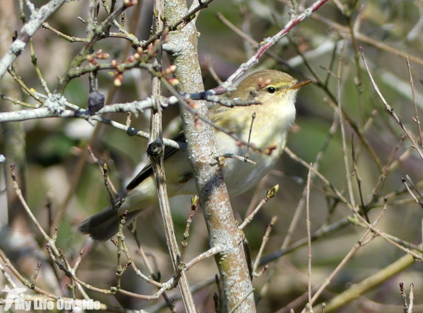 Willow Warbler