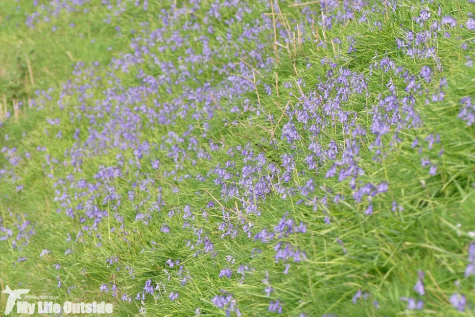 Bluebells