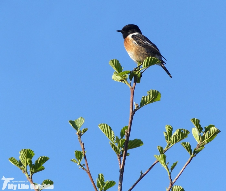 Stonechat