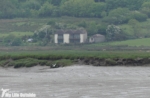 Gull-billed Tern, Loughor