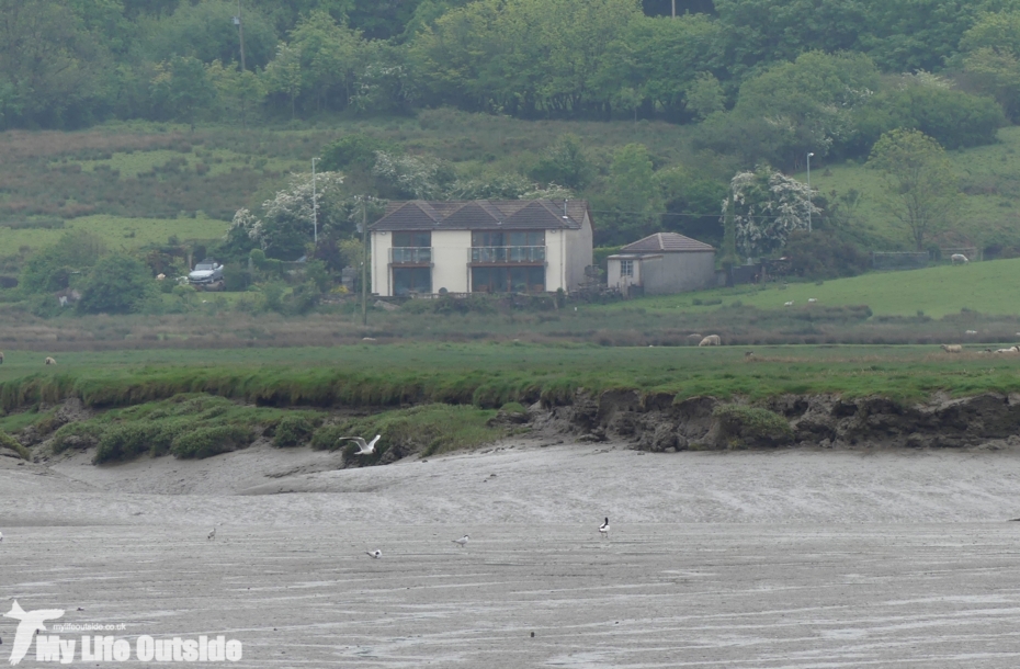 Gull-billed Tern, Loughor