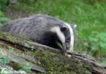 Dinefwr Badgers