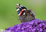 Red Admiral, Llanelli WWT