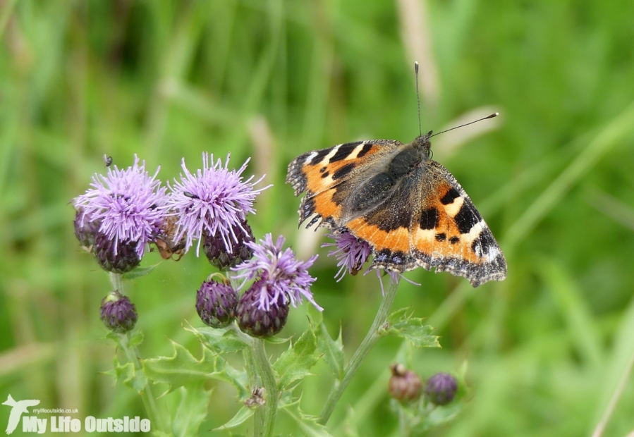 Small Tortoiseshell, Wicken Fen