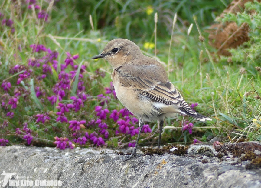 Wheatear, Rhossili