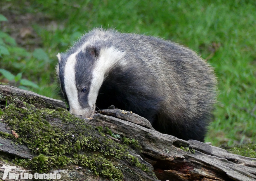 Dinefwr Badgers