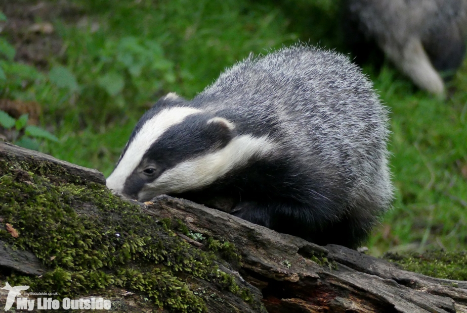 Dinefwr Badgers