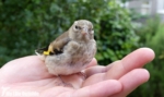 Stunned Goldfinch