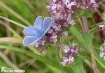 Common Blue, Dover