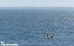 Kayaking from Porthclais