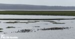 Waders, Llanelli WWT