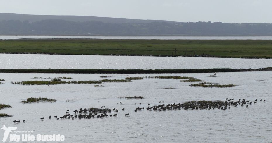 Waders, Llanelli WWT