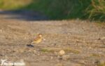 Wheatear