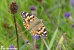 Painted Lady, Porthgain