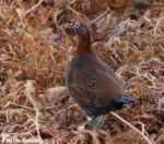 Red Grouse, Ilkley Moor