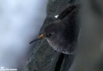 Purple Sandpiper, Aberystwyth