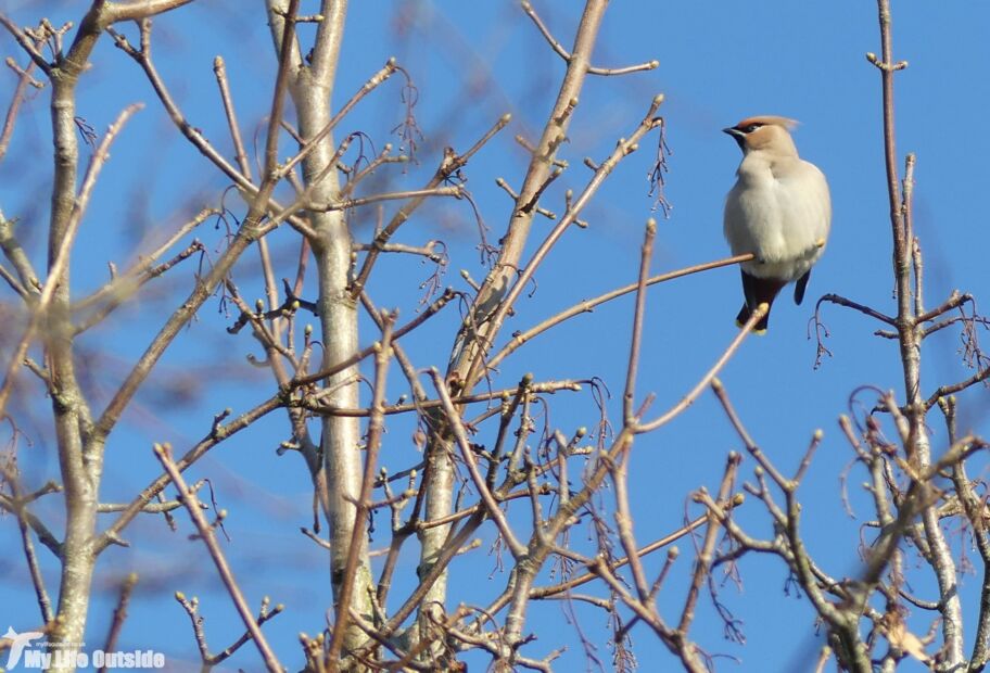 Waxwings, Swansea