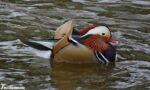 Mandarin, Aberaeron