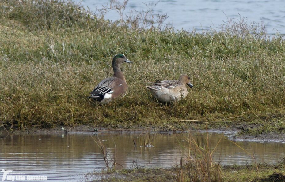 American Wigeon, The Gann