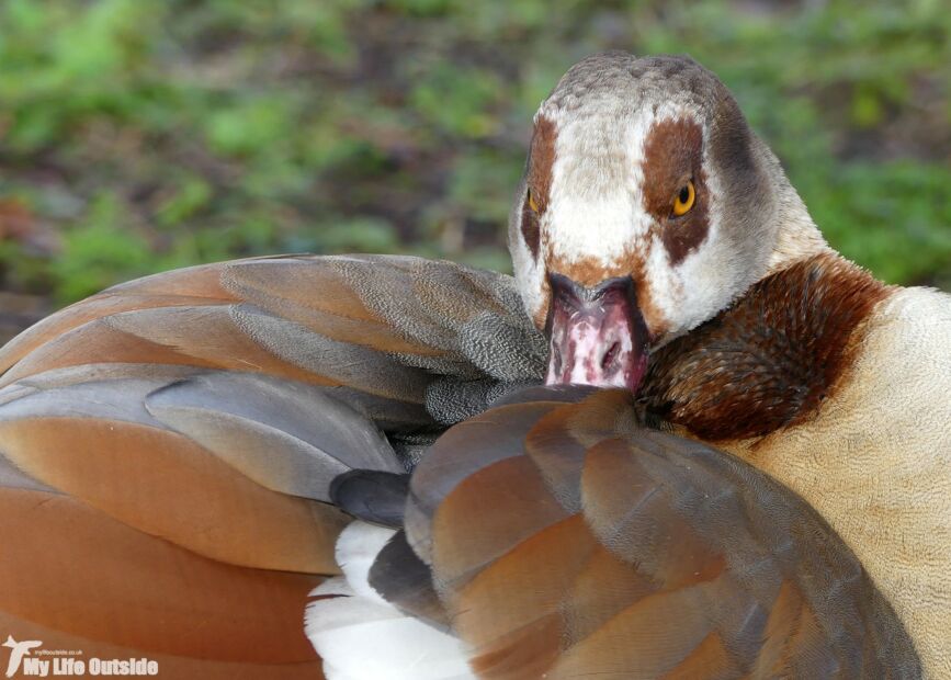 Egyptian Goose, London