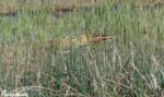 Bittern, Hickling Broad