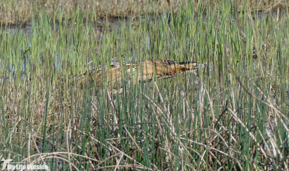 Bittern, Hickling Broad