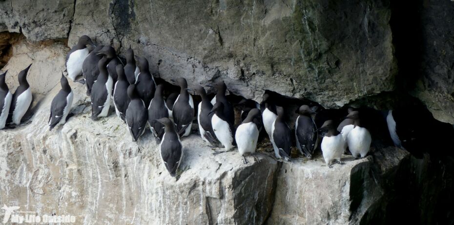 Guillemots, Stackpole Head