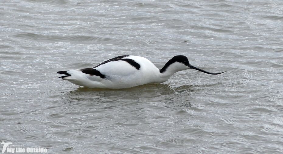 Avocet, Titchwell