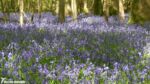 Bluebells, Dering Wood