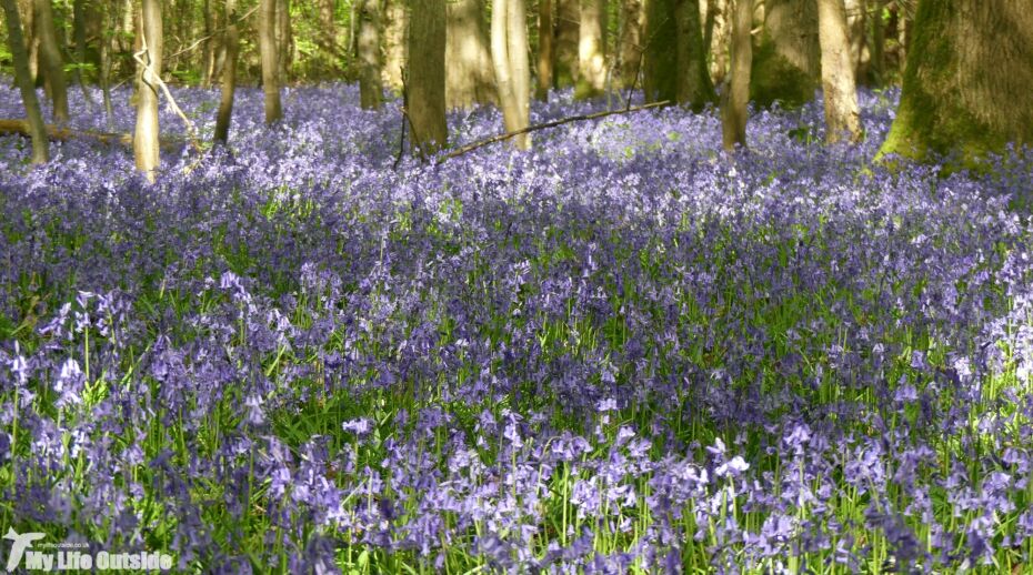 Bluebells, Dering Wood