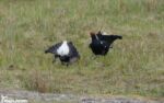 Black Grouse, World's End