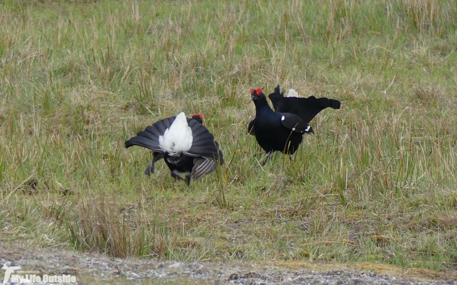 Black Grouse, World's End