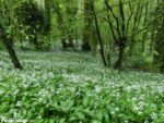 Wild Garlic, Llangollen Canal