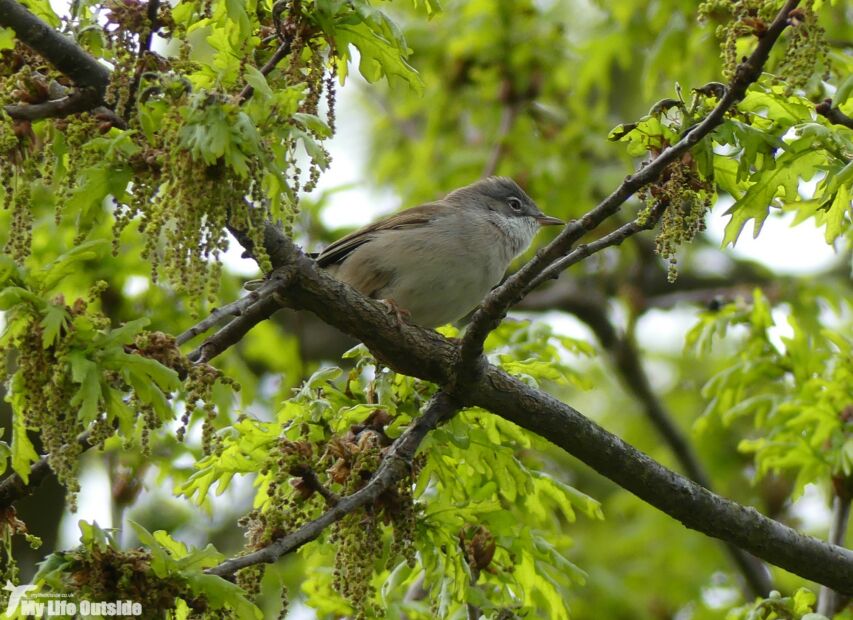 Whitethroat