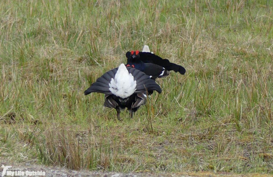 Black Grouse, World's End