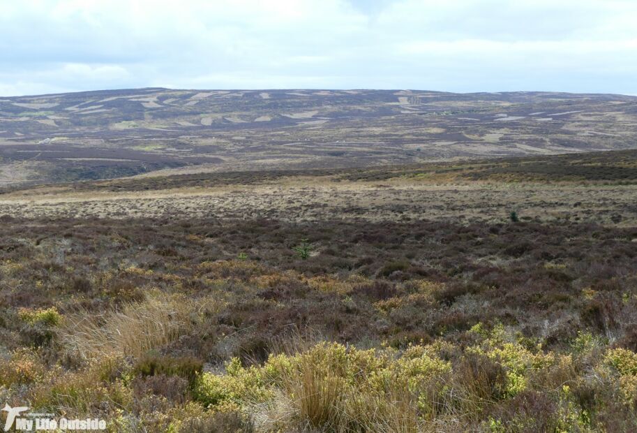 Llandegla Forest