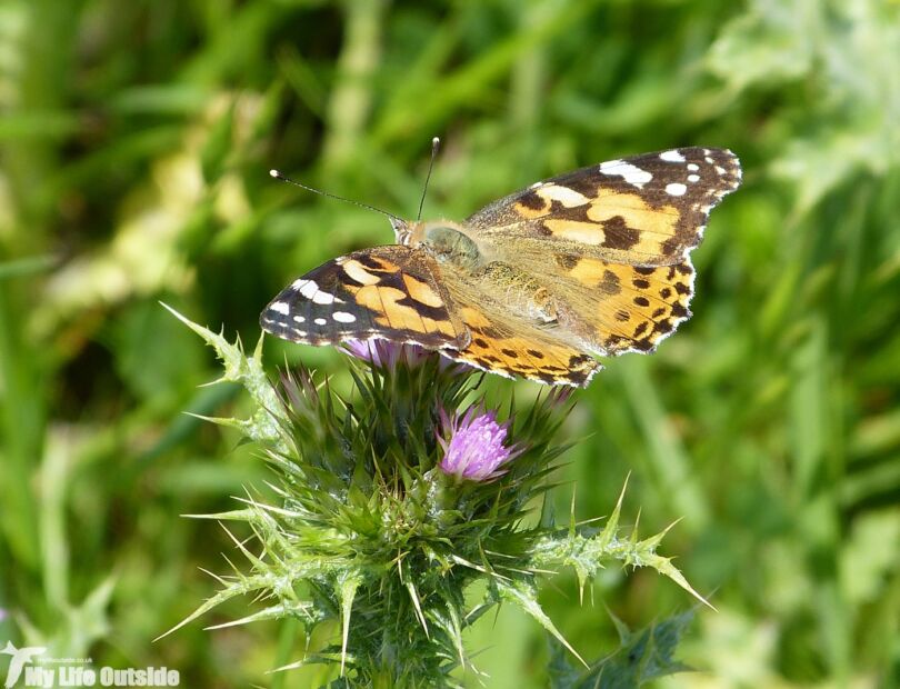 Painted Lady