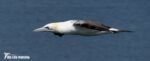 Gannet, Bempton Cliffs