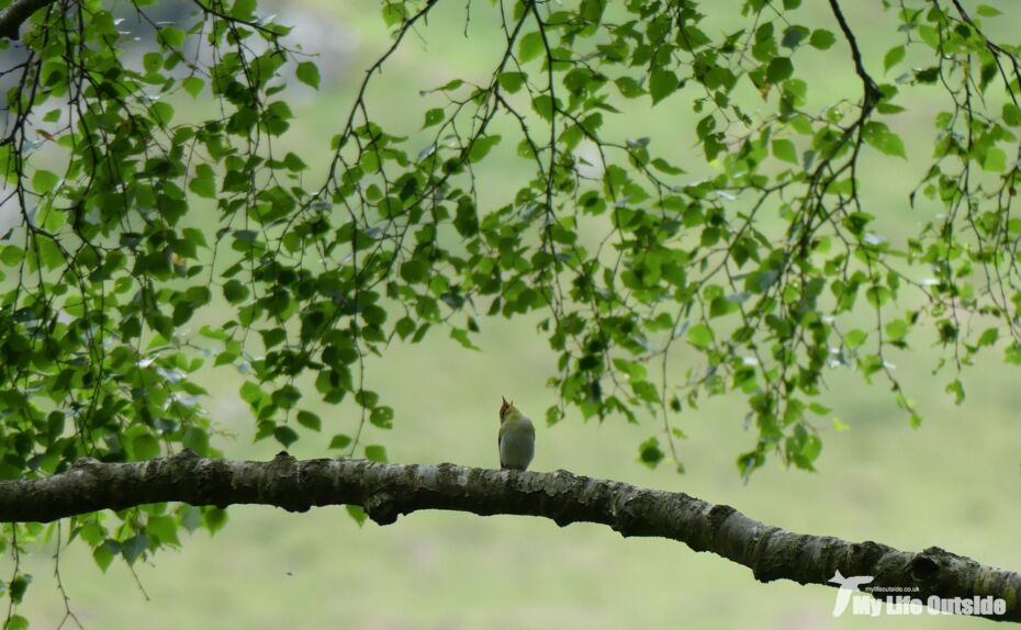 Wood Warbler