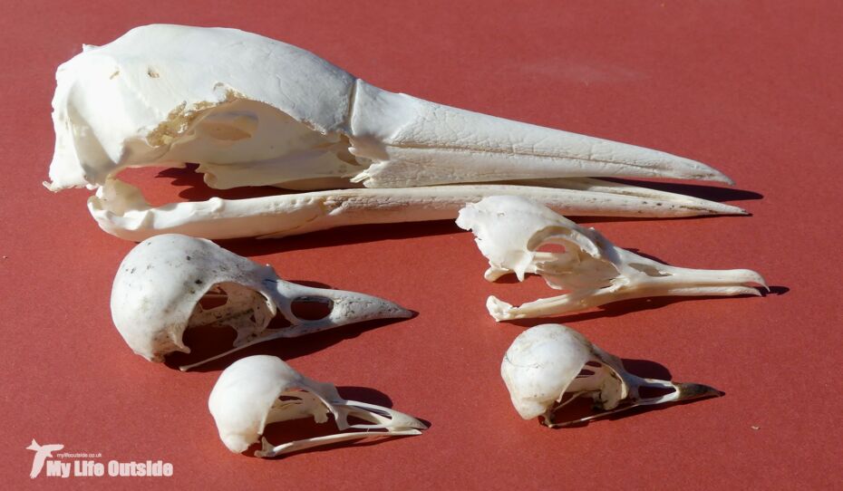 Bird Skulls