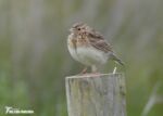 Juvenile Skylark, Whiteford