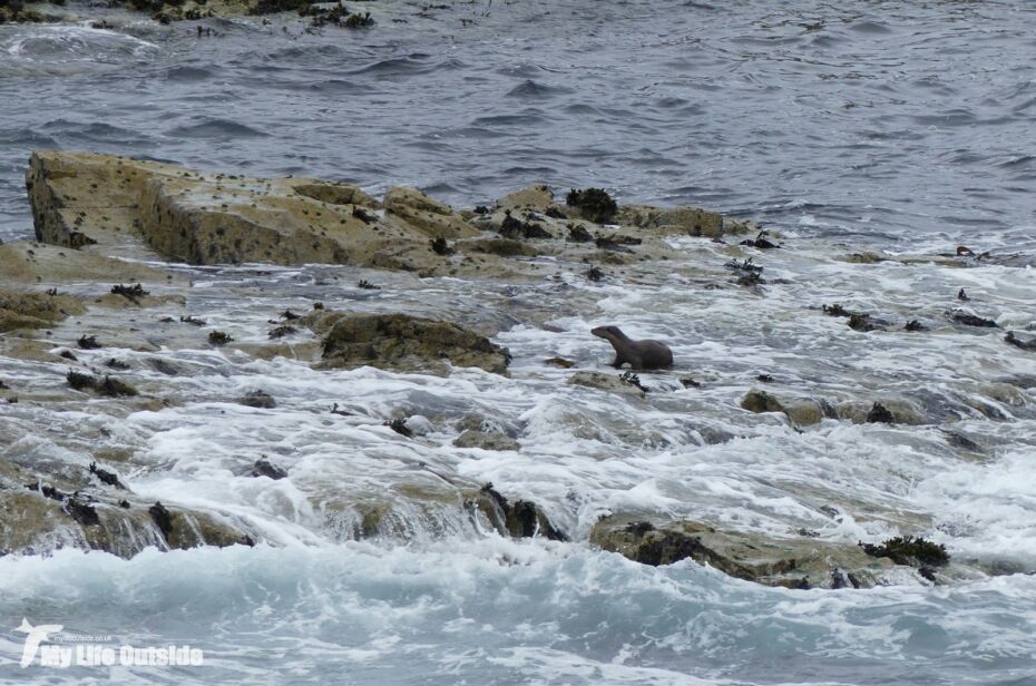 Otter, Isle of Mull