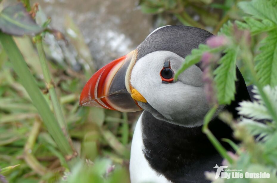 Puffin, Lunga