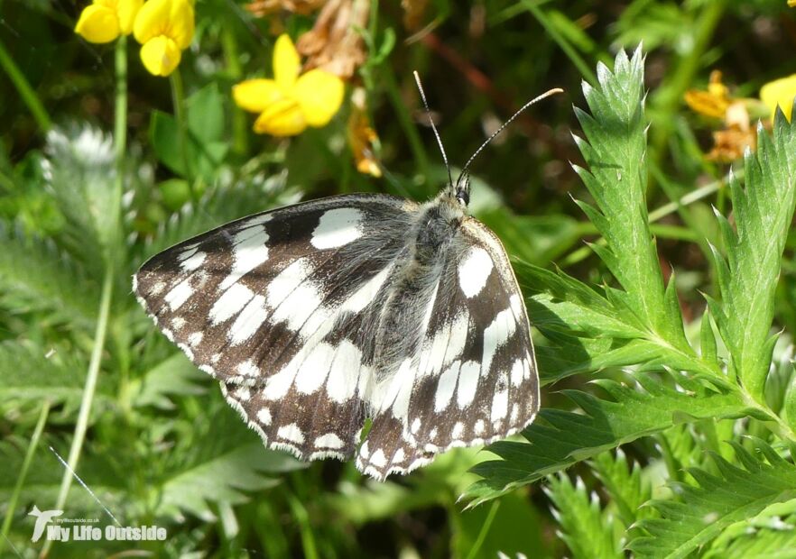 Marbled White