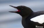 Black Guillemot, Oban