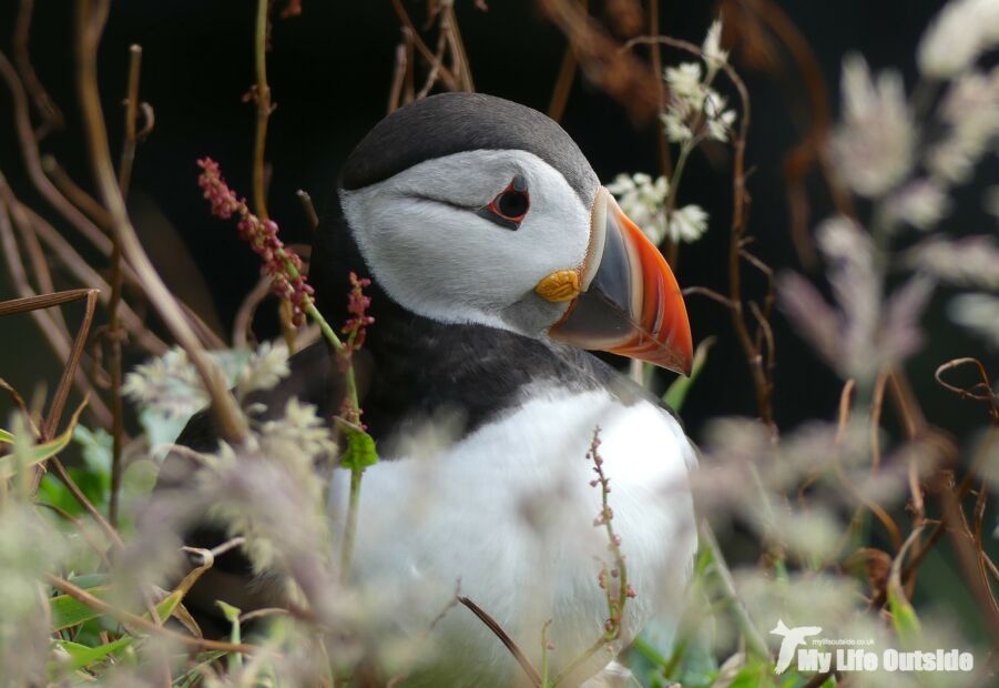 Puffin, Lunga