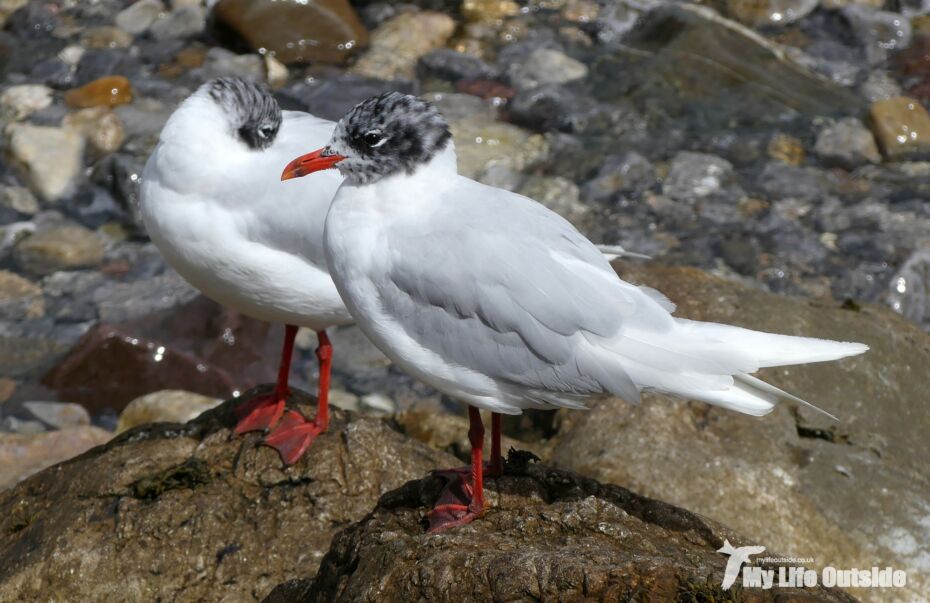 Mediterranean Gull, Mumbles